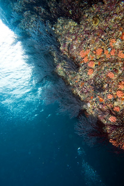 bunte Riff-Unterwasserlandschaft mit Fischen und Korallen