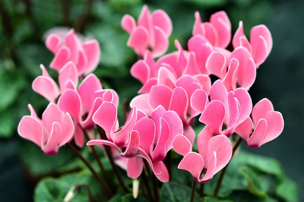 Bunte rosa Alpenveilchenblumen