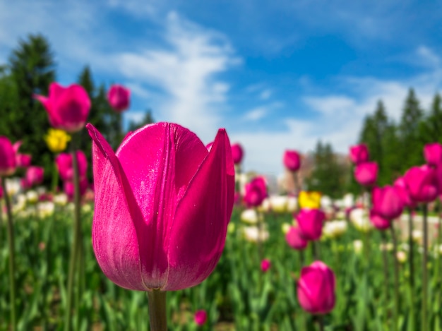 Bunte rosa Tulpenblumen auf einem Blumenbeet im Stadtpark.