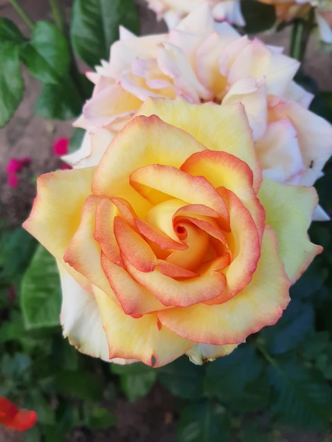 Bunte Rose