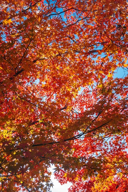 bunte rote Ahornblätter auf Baum