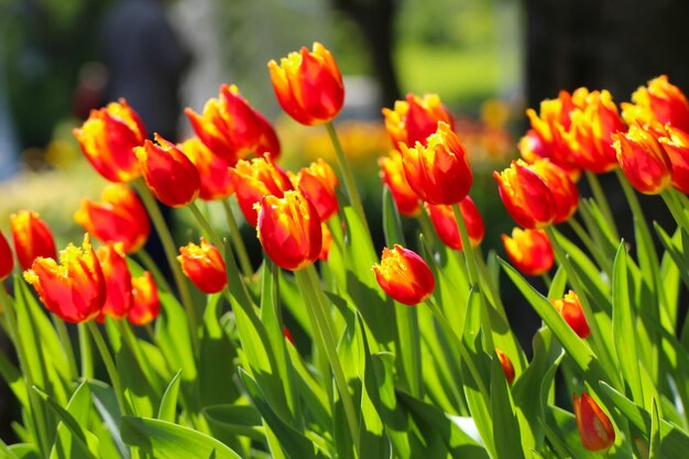 bunte rote tulpen blühen im frühling naturzusammensetzung