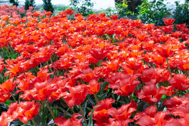 Bunte rote Tulpen frische Blumen Frühling