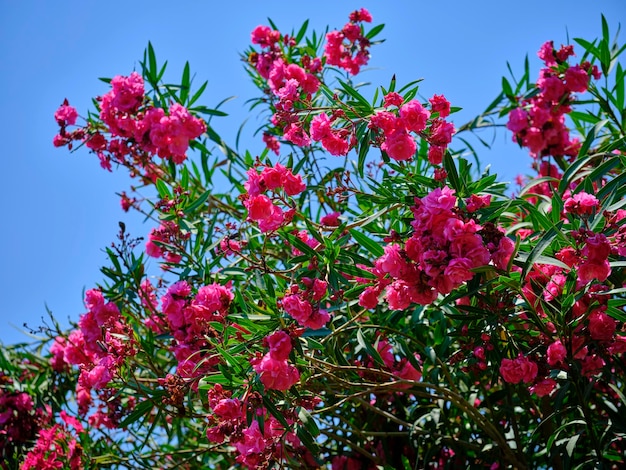 Bunte schöne Blumen an einem sonnigen Tag