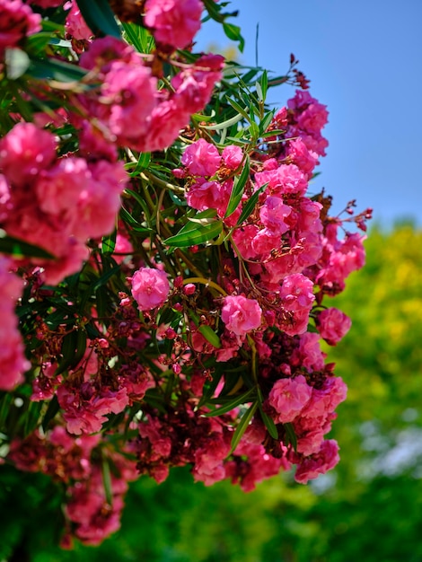 Bunte schöne Blumen an einem sonnigen Tag