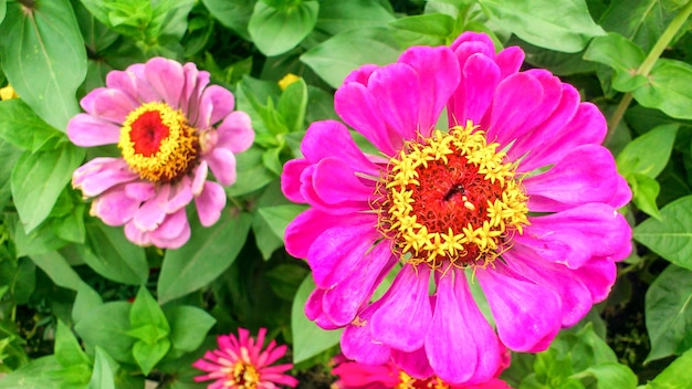 Bunte schöne Blumen blühen im Garten, Sibirien, Russland.