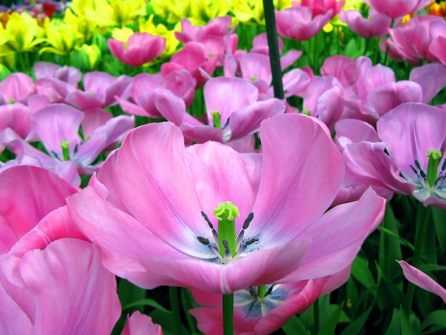 Bunte schöne lila violette Tulpenblume auf grüner Hintergrundnahaufnahme, Frühlingsblume