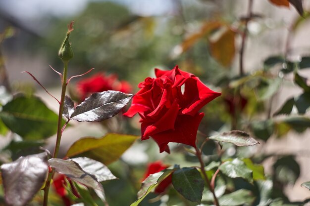 Bunte schöne zarte Rose im Garten