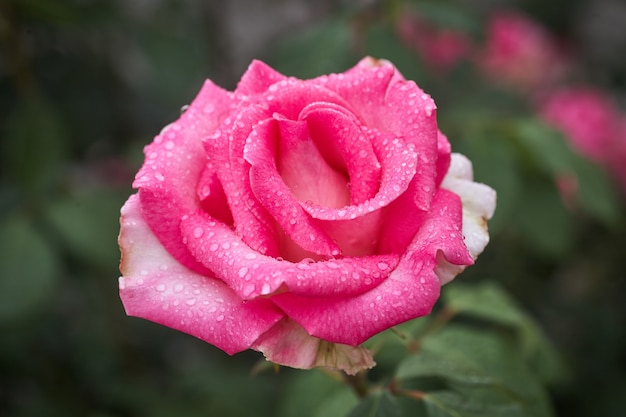 Bunte, schöne, zarte Rose mit Tropfen im Garten