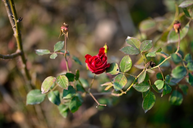 Bunte schöne zarte rote Rose im Garten, schöner roter Rosengarten