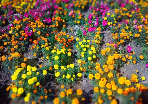 Bunte Sommerblumen im Parkhintergrund