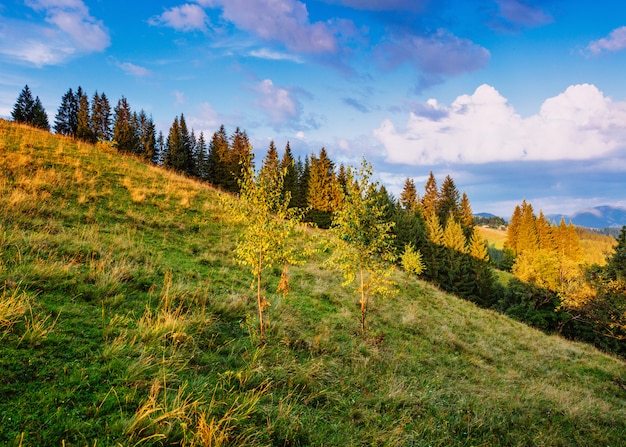 Bunte Sommerlandschaft