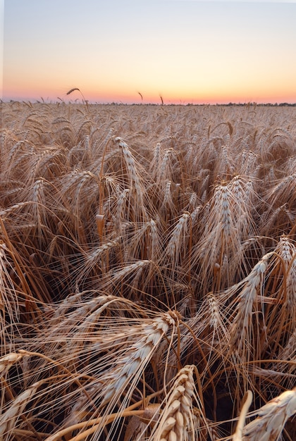 Bunte Sonnenuntergangsfelder Ukraine-Weizenfeld-Reifezeit