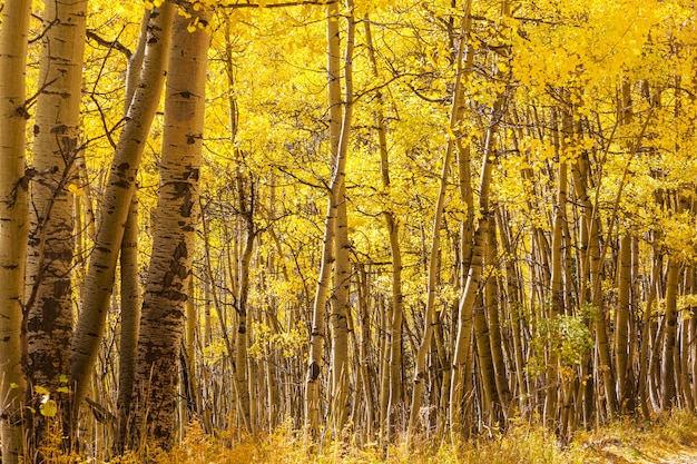 Bunte sonnige Waldszene in der Herbstsaison mit gelben Bäumen im klaren Tag.