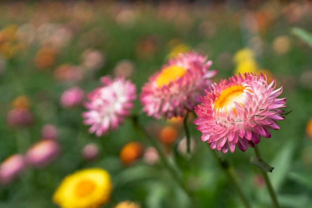 Bunte Strohblumenblüte dröhnt im Garten