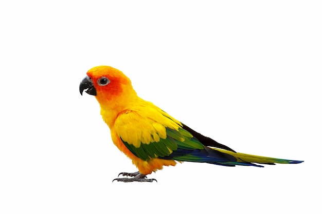 Bunte Sun Conure Papagei isoliert auf weißem Hintergrund Beschneidungspfad