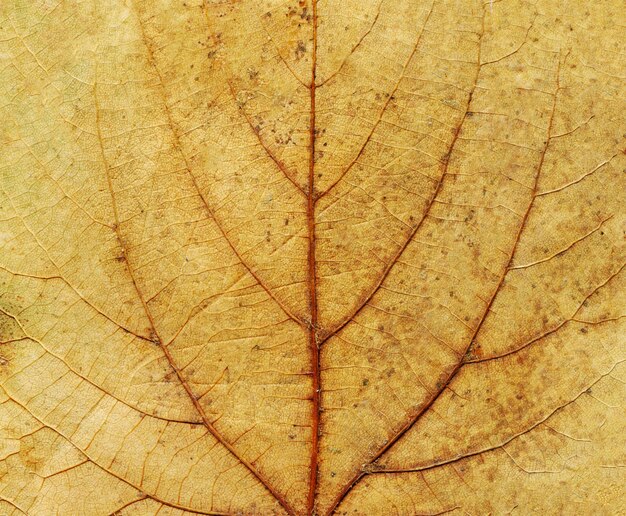 Bunte Textur des Herbstblattes Herbstblatthintergrund Nahaufnahme Draufsicht mit Kopierbereich