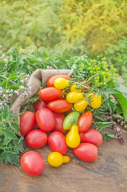 Bunte Tomatenmischung