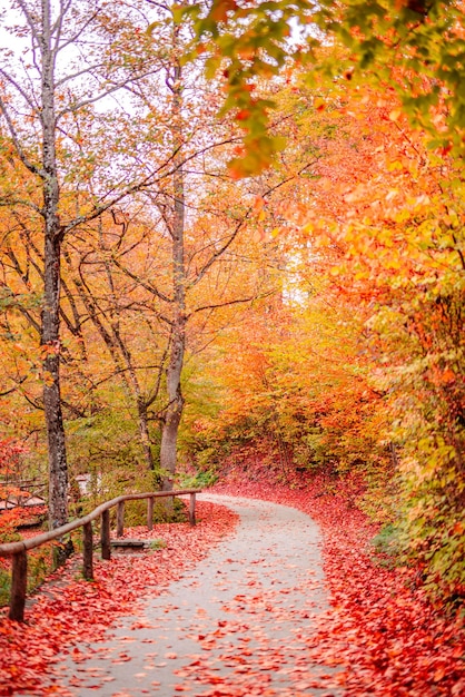 Bunte Traumbaumblätter und Fußweg in Herbstlandschaft. Tief im Wald Wanderweg