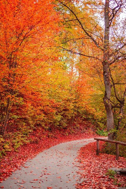 Bunte Traumbaumblätter und Fußweg in Herbstlandschaft. Tief im Wald Wanderweg