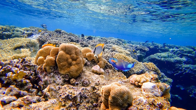 Bunte tropische Fische schwimmen in der Nähe der Korallenriffe des Roten Meeres