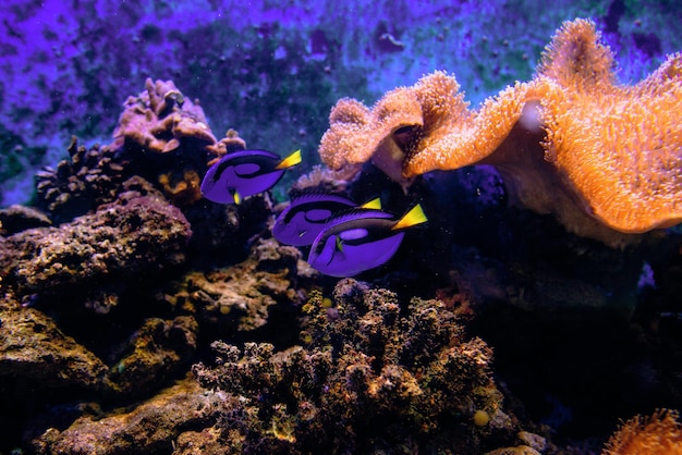 Bunte tropische Fische und Korallen unter Wasser im Aquarium