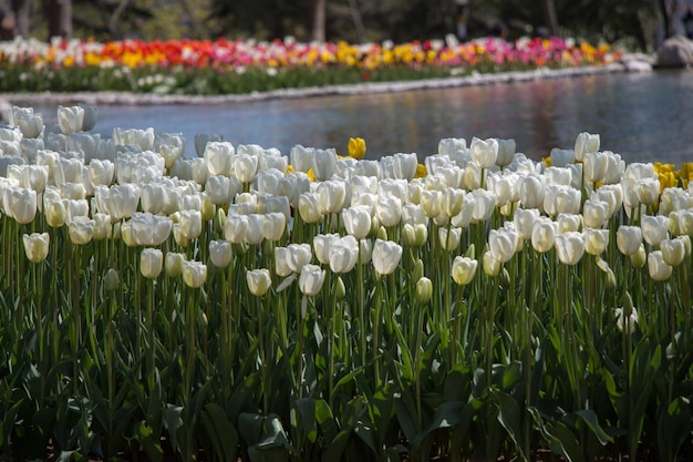 Bunte Tulpe Blumen im Garten