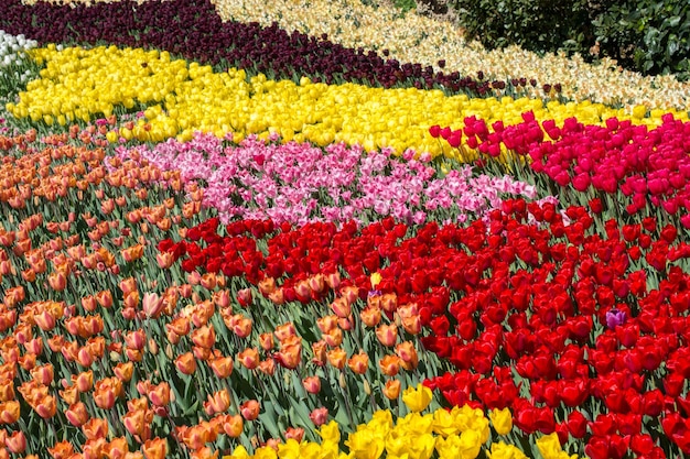 Bunte Tulpe Blumen im Garten