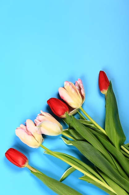 Bunte Tulpen auf blauem Grund