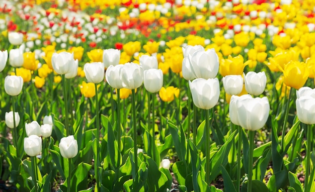 Bunte Tulpen blühen auf einem Feld