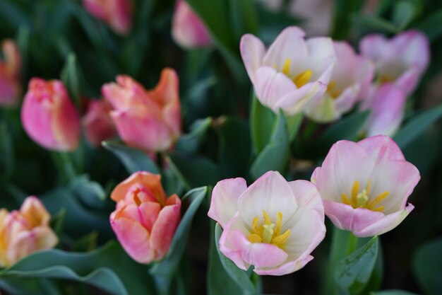 Foto bunte tulpen im blumengarten.