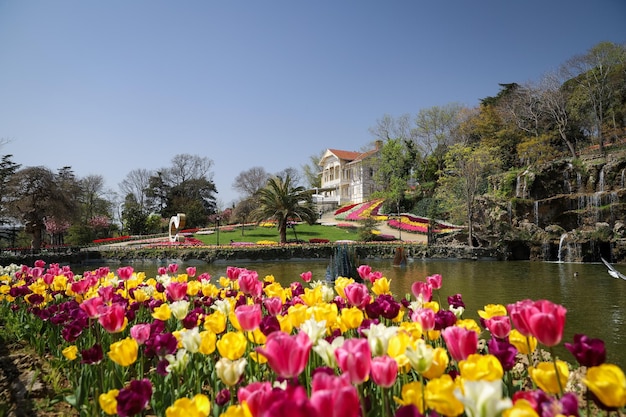 Bunte Tulpen im Emirgan Park Istanbul Türkei