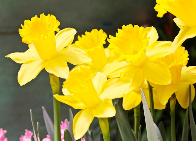 Bunte Tulpen im Garten