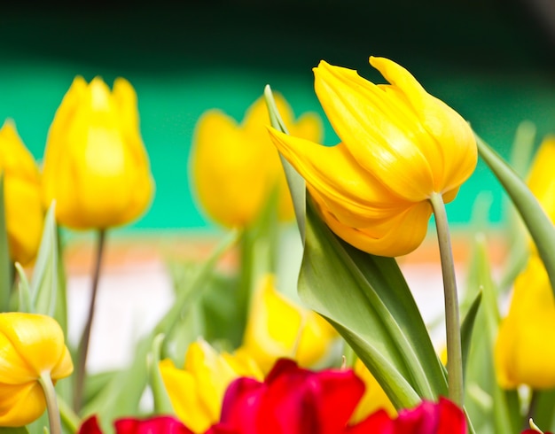 Bunte Tulpen im Garten