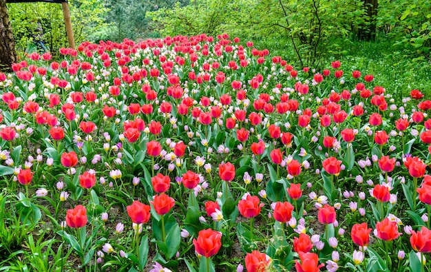 Bunte Tulpen im Keukenhof, Niederlande