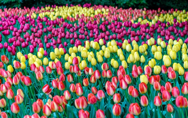 Foto bunte tulpen im keukenhof, niederlande