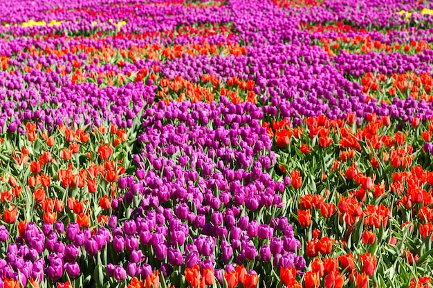 Bunte Tulpen in einem Frühlingspark