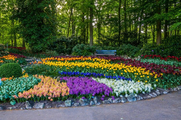 Foto bunte tulpen keukenhof park lisse in holland