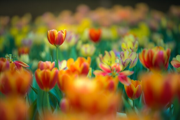 Bunte Tulpen mit schönem Blumenstraußhintergrund