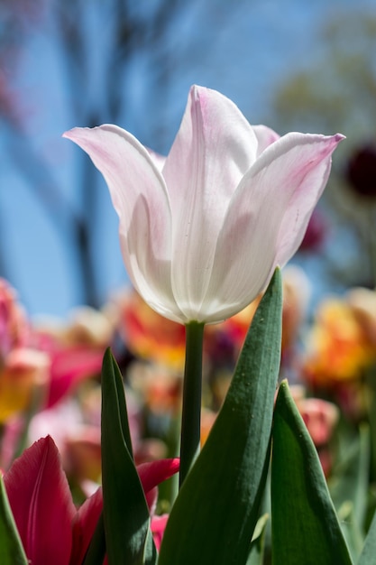 Bunte Tulpenblüte im Garten