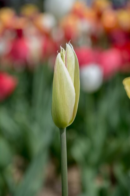 Bunte Tulpenblüte im Garten