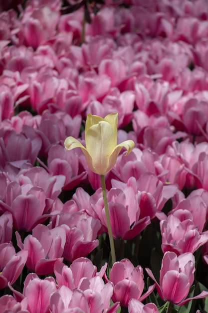 Bunte Tulpenblüte im Garten