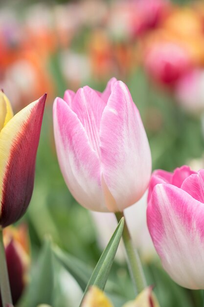 Bunte Tulpenblüte im Garten