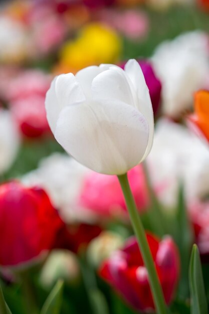 Foto bunte tulpenblüte im garten