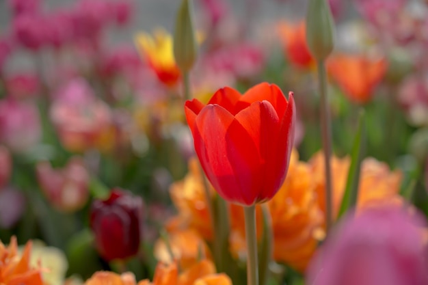 Bunte Tulpenblüte im Garten