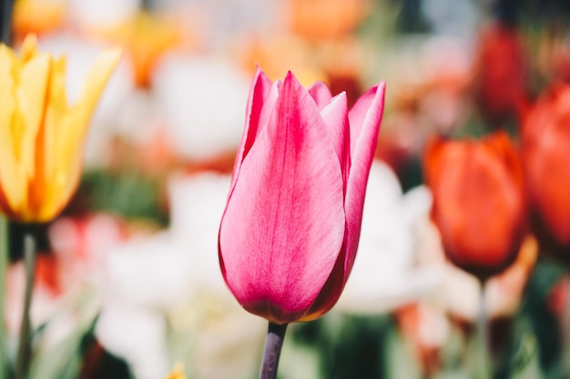 Bunte Tulpenblüte im Garten