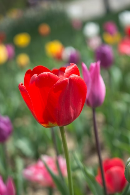 Bunte Tulpenblüte im Garten