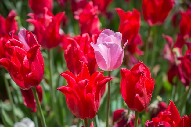 Bunte Tulpenblüte im Garten