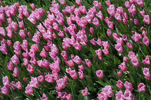 Bunte Tulpenblüten als Hintergrund