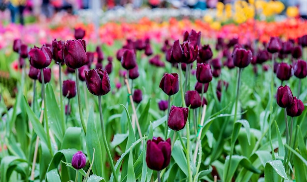 bunte Tulpenblume im Garten